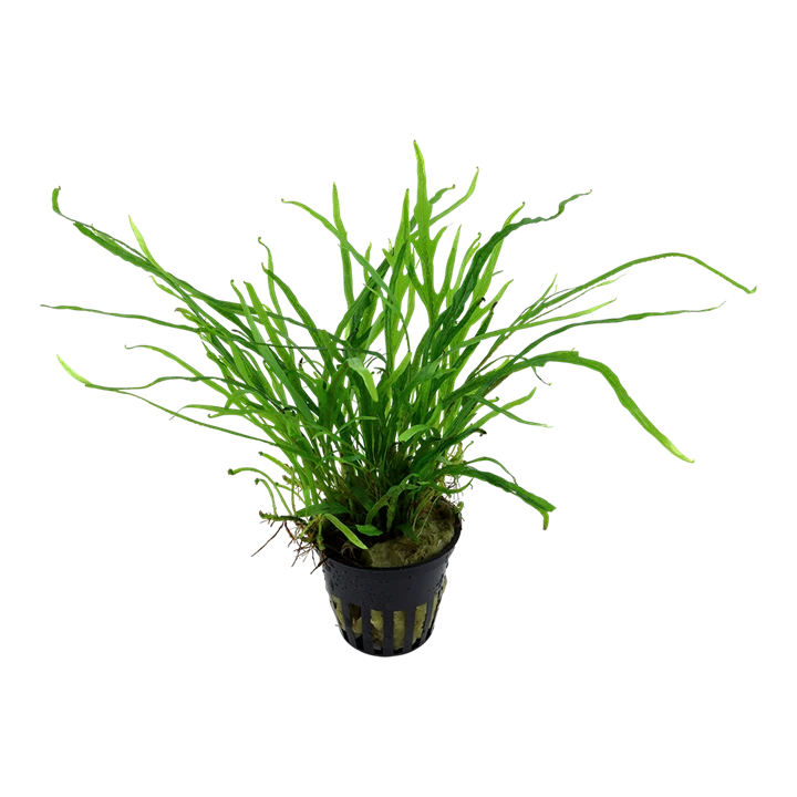 Tropica Akvarieplante i potte Microsorum pteropus Trident
